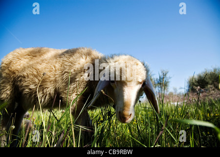 Schafe auf der Wiese, Peloponnes, Griechenland, Europa. Stockfoto