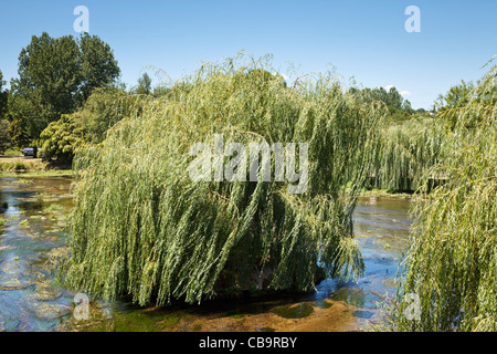 Weiden wachsen auf kleinen Inseln im Fluss Stockfoto