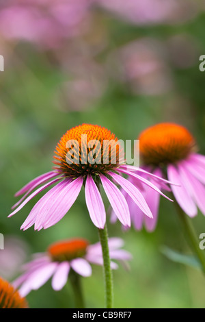 Lila Sonnenhut, Echinacea purpurea Stockfoto