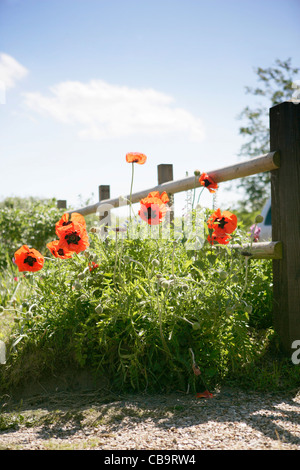 Riesen Mohn am Straßenrand Norfolk UK Stockfoto