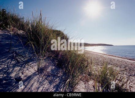 Düne Gräser, Strand und Sonne, Insel Martha's Vineyard, Massachusetts, USA Stockfoto