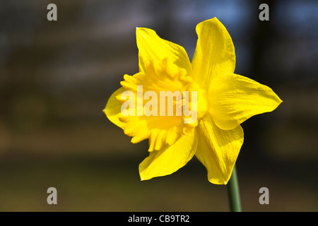 Eine einzelne Narzisse in einem Garten. Stockfoto