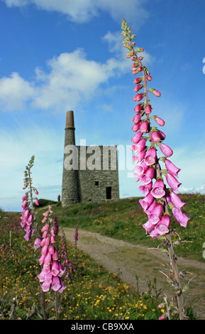 Ding Dong Cornwall Motor Haus Gebäude verfallen Ding Dong Mine Penwith Cornwall mit Fingerhut im Vordergrund Stockfoto