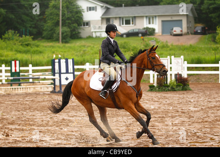 Bucht Pferd Trab an Zaun Stockfoto