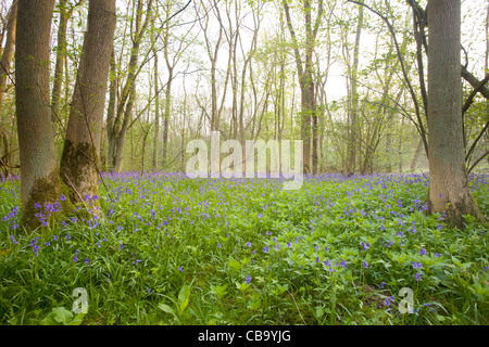 Glockenblumen in Waldlichtung Stockfoto