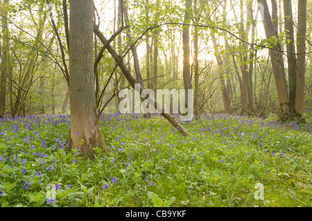 Glockenblumen in Waldlichtung Stockfoto
