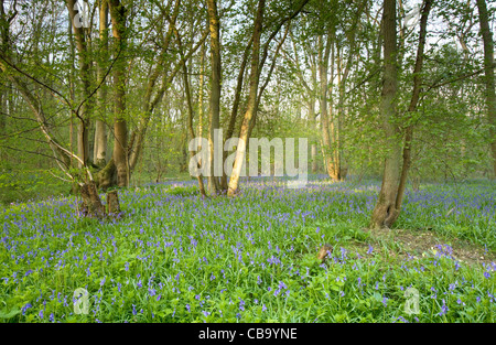 Glockenblumen in Waldlichtung Stockfoto