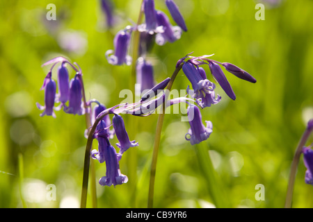 Glockenblumen in Waldlichtung Stockfoto