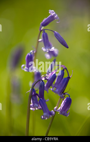 Glockenblumen in Waldlichtung Stockfoto