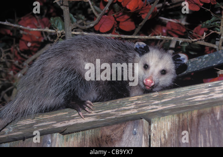 Opossum in der Nacht Stockfoto