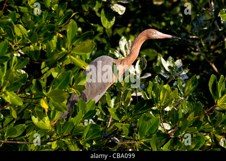 Eine rötliche Silberreiher (Egretta saniert) thront auf einem Baum in Belize. Stockfoto