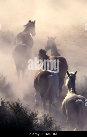 Pferde, Panik, eingehüllt in Staub. Stockfoto