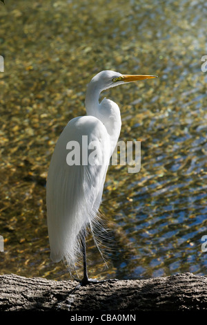 Silberreiher (Ardea Alba), Homosassa Springs State Wildlife Park, Homosassa, Golfküste, Florida, USA Stockfoto