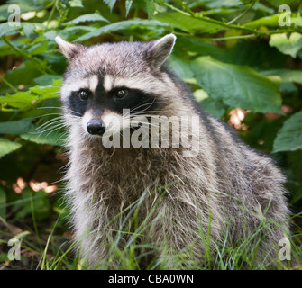 Ein Waschbär im Stanley Park in Vancouver Kanada Stockfoto