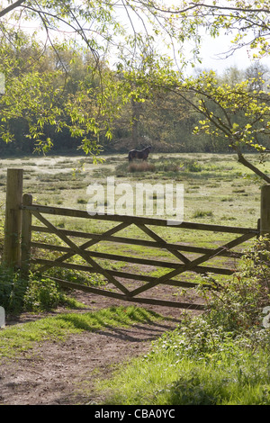 Holz, Holz, fünf verjährt, Diamant-verspannten Bereich Tor. Eingang zum Fahrerlager Weiden lassen. Ländliche Norfolk. Stockfoto