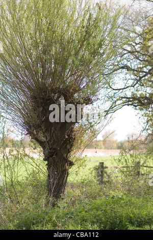 Weide (Salix sp.). Gekappte Baum auf einer ländlichen Straße. Zufällige Wachstum hilft als Wind Bremse. Palling, Norfolk. Stockfoto