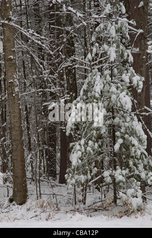 Eine tolle Winter-Szene im Wald nach einem Schneefall zeigt eine kleine weiße Tanne mit Schnee bedeckt. Stockfoto