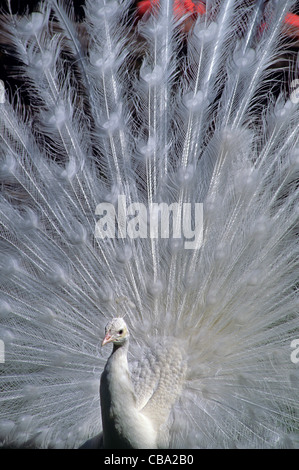 Weißer Pfau im Woodland Park Zoo Seattle Washington State Stockfoto