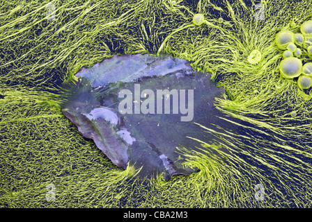 Algen der Gattung Nostoc (Cyanobacteria) decken ein Wasserloch von Süßwasser. Die Erle Blatt liegt auf der gallertartigen grünen Häutchen getrocknet Stockfoto