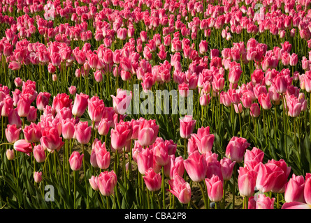 WASHINGTON - Tulpenfeld im Skagit Valley in der Nähe von Mount Vernon. Stockfoto