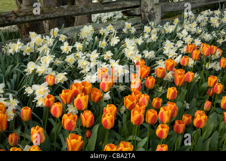 Tulpen und Narzissen blühen blühen entlang eines Zeder von Split Zauns im Bereich Alter Garten des Roozengaarde. Stockfoto