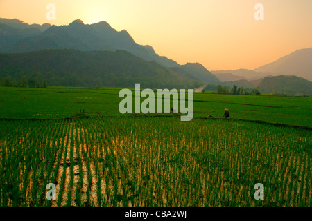 Sonnenuntergang am Reisfeld, Mai Chau Vietnam Stockfoto