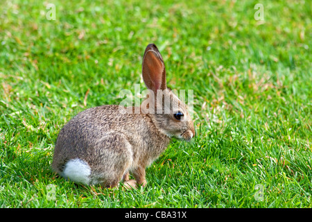 Wild Baby Hase in San Diego, Kalifornien Stockfoto