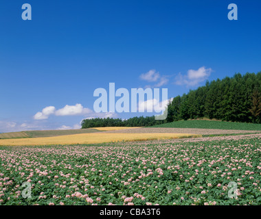 Kartoffelfeld von Shimazu, Kamifurano, Hokkaido, Japan Stockfoto