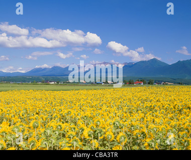 Tokachi Berge und Blumenfeld von Sonnenblumen, Kamifurano, Hokkaido, Japan Stockfoto