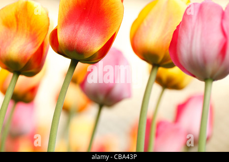 Abstrakte Tulpen mit flachen Depth of Field Stockfoto