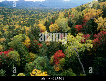 Herbstlaub am Mikuni-Pass, Kamishihoro, Hokkaido, Japan Stockfoto