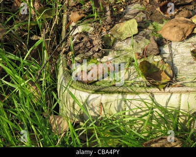 Bett von obdachlosen Menschen in Wäldern in Landschaft Stockfoto