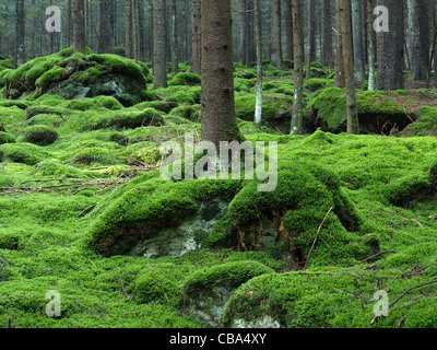 Holz-Landschaft mit Moos / Wald Landschaft Mit Moos Stockfoto