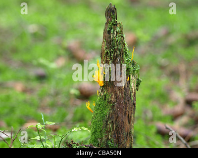 Stagshorn gelb / gelb Stag´s-Horn / Calocera Viscosa / Klebriger Hörnling Stockfoto