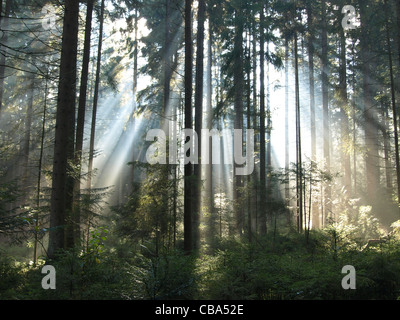 Sonnenstrahlen im Wald / Sonnenstrahlen Im Wald Stockfoto