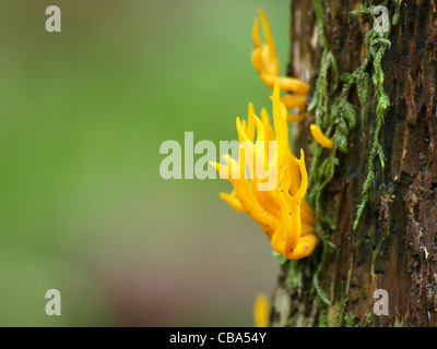 Stagshorn gelb / gelb Stag´s-Horn / Calocera Viscosa / Klebriger Hörnling Stockfoto