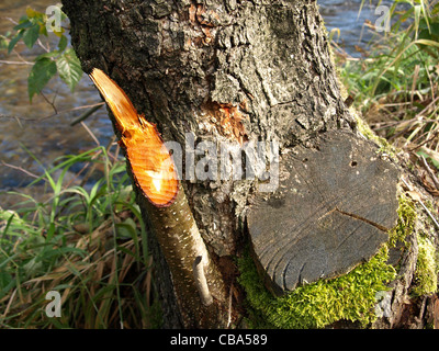 Erle vom Biber nagen / Erle von Einems Biber Abgenagt Stockfoto