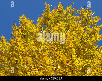 Pappeln im Herbst / Zierrat Im Herbst Stockfoto