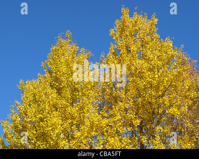 Pappeln im Herbst / Zierrat Im Herbst Stockfoto