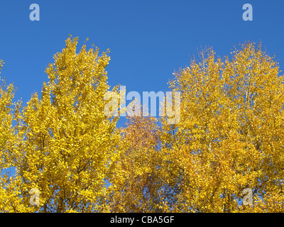 Pappeln im Herbst / Zierrat Im Herbst Stockfoto