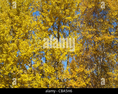 Pappeln im Herbst / Zierrat Im Herbst Stockfoto