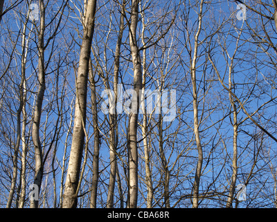 Pappeln im Herbst / Zierrat Im Herbst Stockfoto