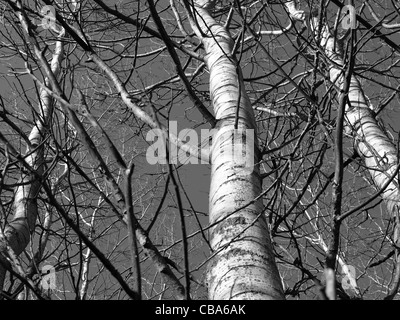 Pappeln im Herbst / Zierrat Im Herbst Stockfoto