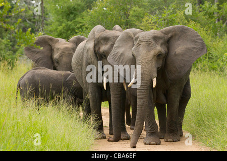 Afrikanischer Elefant (Loxodonta Africana) Wandern Stockfoto