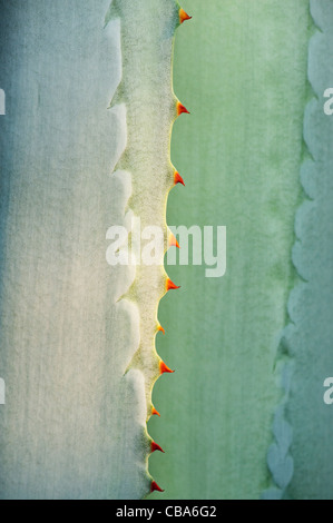 Agave americana Stacheln Abstract Stockfoto