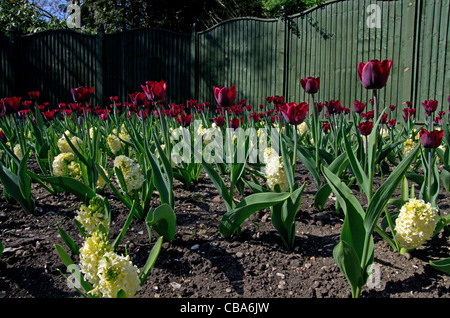 Burnby Hall Gardens Pocklington Stockfoto