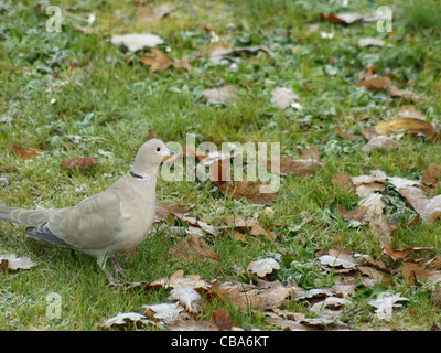 Eurasian Collared Dove / Streptopelia Decaocto / Türkentaube Stockfoto