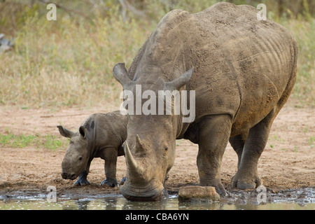 White Rhino mit Baby an einem Damm (Ceratotherium Simum) Stockfoto