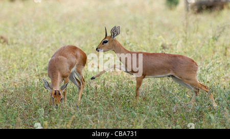 Männliche und weibliche Steinböckchen in the Grass (Raphicerus Campestris) Stockfoto