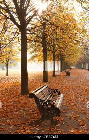 Nebel am frühen Morgen im Park London Stockfoto